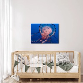 Obraz meduzy (70x50 cm)