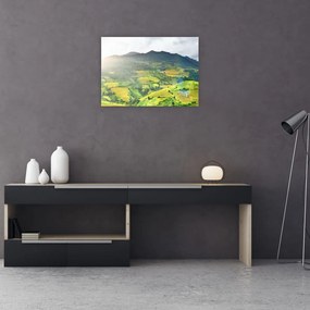 Obraz plantacji (70x50 cm)