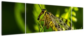 Obraz owada (170x50 cm)