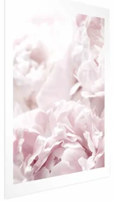 Plakat Puszyste peonie 60x90 cm bez ramy z marginesem ARTGEIST B