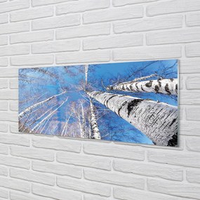 Szklany Panel Brzozowe Korony i Błękit Nieba