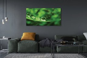 Obraz canvas na ścianę Zbliżenie na Krople Rosy