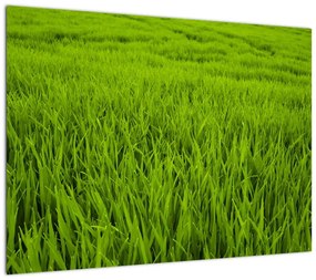 Obraz na szkle - trawa (70x50 cm)