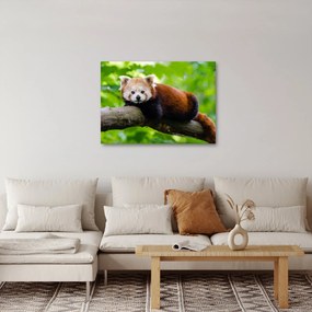 Obraz pandy czerwonej (70x50 cm)