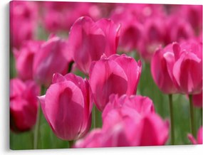 Obraz - Różowe tulipany (70x50 cm)