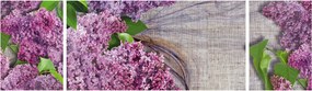 Obraz - Bez (170x50 cm)