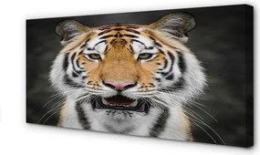 Zdjęcie na płótnie Majestatyczny Tygrys