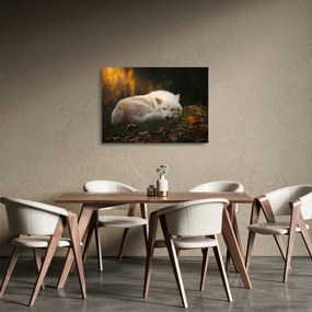 Obraz na szkle - Odpoczywający wilk (70x50 cm)
