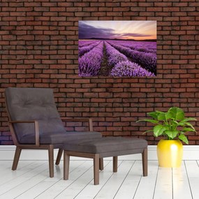 Obraz na szkle - Pole lawendy o zachodzie słońca (70x50 cm)