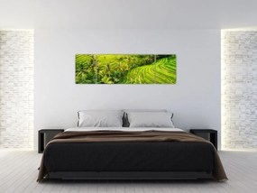 Obraz - Pola ryżowe (170x50 cm)