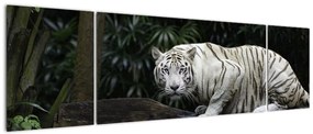 Obraz - Tygrys albinos (170x50 cm)