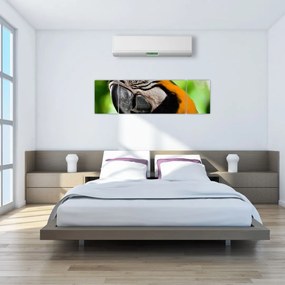 Obraz papugi (170x50 cm)