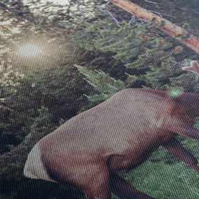 Obraz - Łoś na polanie (170x50 cm)