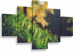 Obraz mchu z grzybem (125x70 cm)