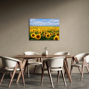 Obraz pola słoneczników (70x50 cm)
