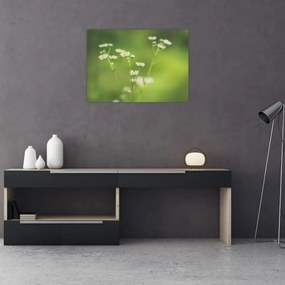 Obraz stokrotek (70x50 cm)