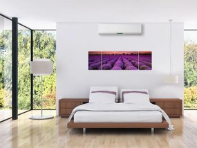 Obraz - Pole lawendy (170x50 cm)