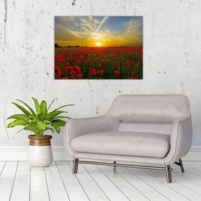 Obraz na szkle - pole maków (70x50 cm)
