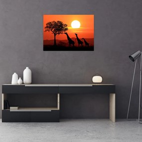 Obraz na szkle żyraf o zachodzie słońca (70x50 cm)