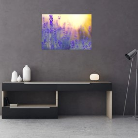 Obraz - Lawenda (70x50 cm)