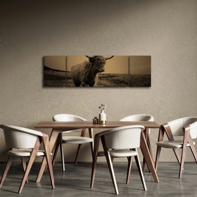 Obraz - Szkocka krowa na wolności (170x50 cm)