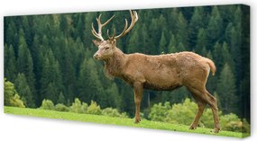 Fotoobraz na płótnie Jeleń na Otwartym Polu