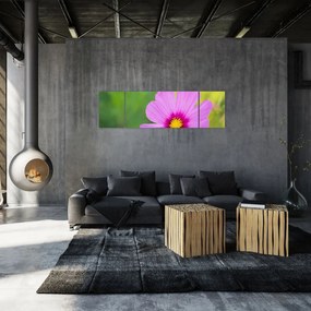 Obraz - polny kwiat (170x50 cm)