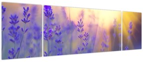 Obraz - Lawenda (170x50 cm)