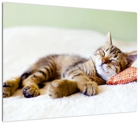Obraz na szkle - Śpiący kotek (70x50 cm)