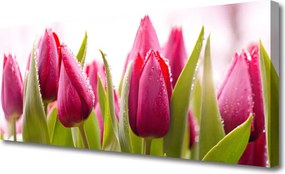 Obraz canvas Wiosenne Pole Tulipanów