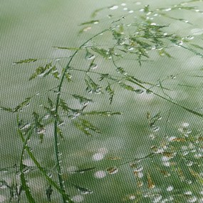 Obraz - Rosa na trawie (z zegarem) (90x30 cm)