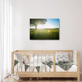 Obraz na szkle drzewa na polu (70x50 cm)