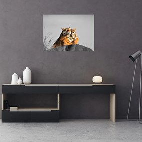 Obraz - Tygrysica i jej młode, wersja czarno - biała (70x50 cm)