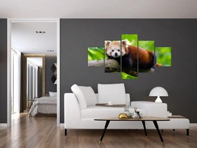 Obraz pandy czerwonej (125x70 cm)