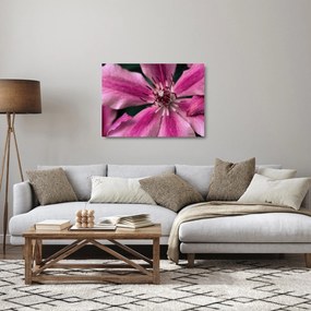 Obraz na szkle różowego kwiatu powojnika (70x50 cm)