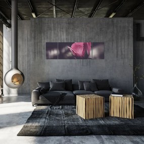 Obraz - Detal kwiatu róży (170x50 cm)