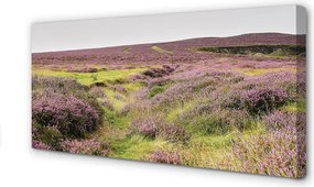 Obraz drukowany na płótnie Pole Wrzosów