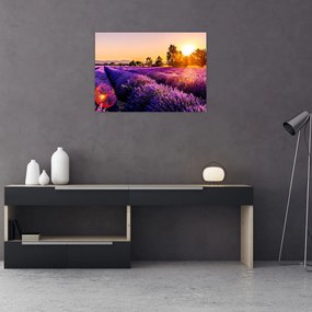 Obraz na szkle pola lawendy, Prowansja (70x50 cm)
