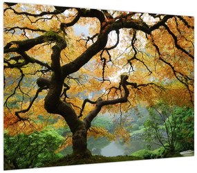 Obraz żółtego klonu japońskiego, Portland, Oregon (70x50 cm)