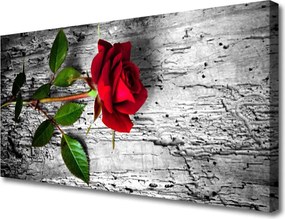 Obraz canvas Aksamitna Róża w Rozkwicie