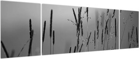 Obraz - źdźbła trawy (170x50 cm)