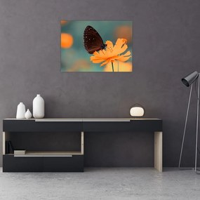 Obraz na szkle - motyl na pomarańczowym kwiatku (70x50 cm)