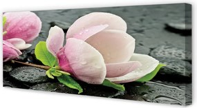Obraz canvas na ścianę Magnolia i Kamienie