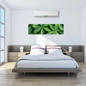 Obraz - Liście z kroplami rosy (170x50 cm)