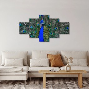 Obraz - Paw (125x70 cm)