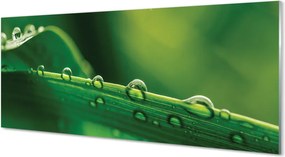 Panel szklany do Kuchni Źdźbło Trawy z Kroplą Rosy