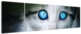 Obraz kota (170x50 cm)