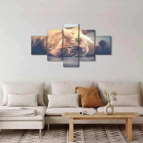 Obraz kota na podłodze (125x70 cm)