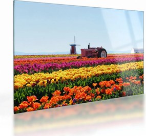 Obraz na szkle farmy tulipanów (70x50 cm)