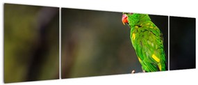 Obraz papugi na gałęzi (170x50 cm)